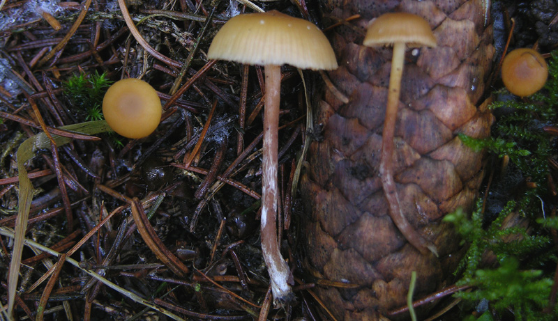 Galerina da determinare n30.